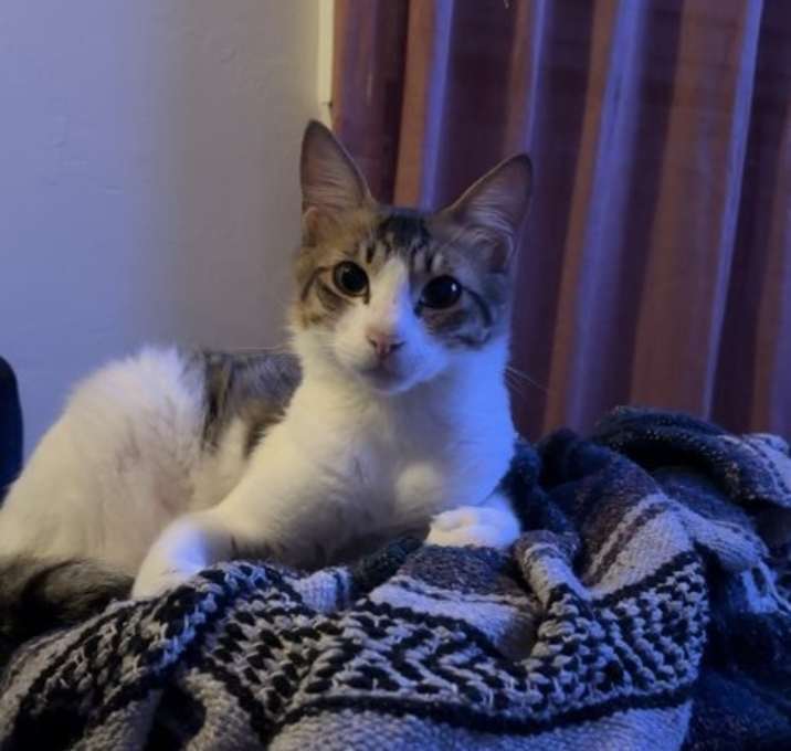 Photo of Button