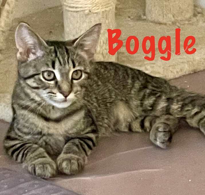 Photo of Boggle