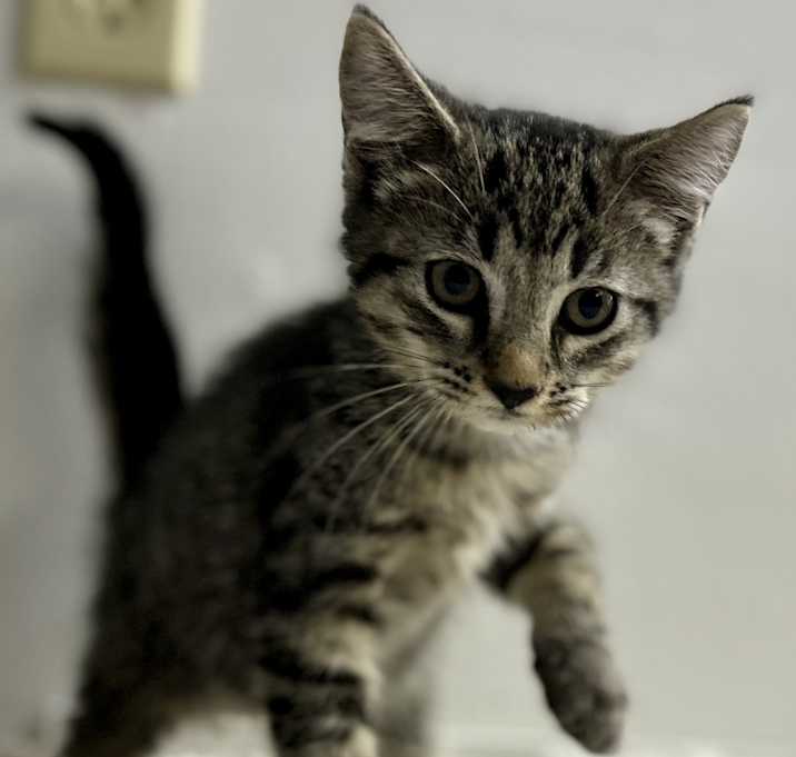 Photo of Artemis