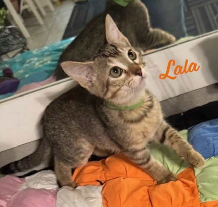 Photo of Lala #Sanrio-girl