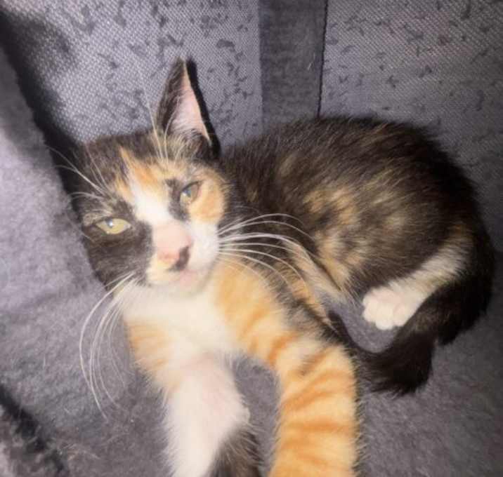 Photo of Pretzel