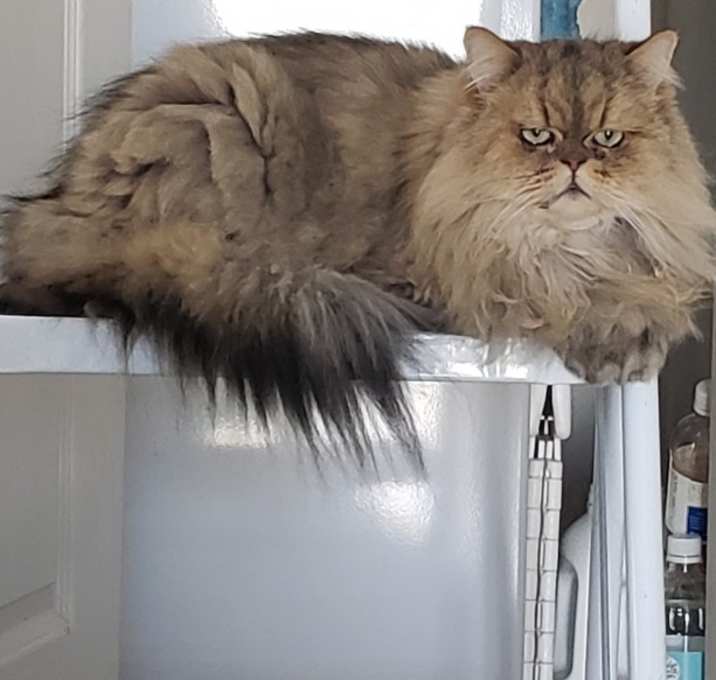Photo of Leo