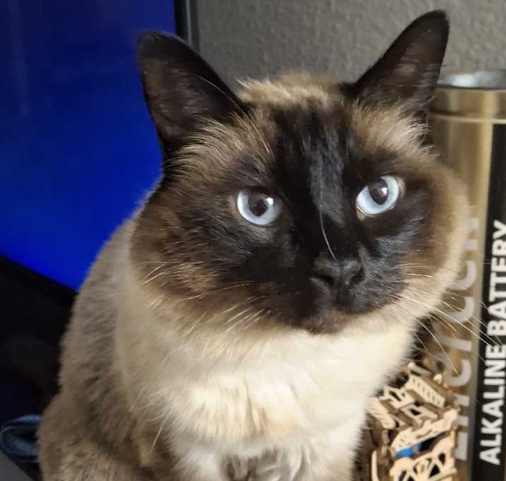 Photo of Godiva