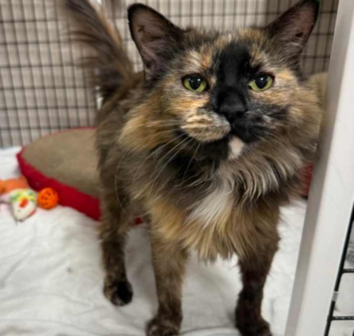 Photo of Honey