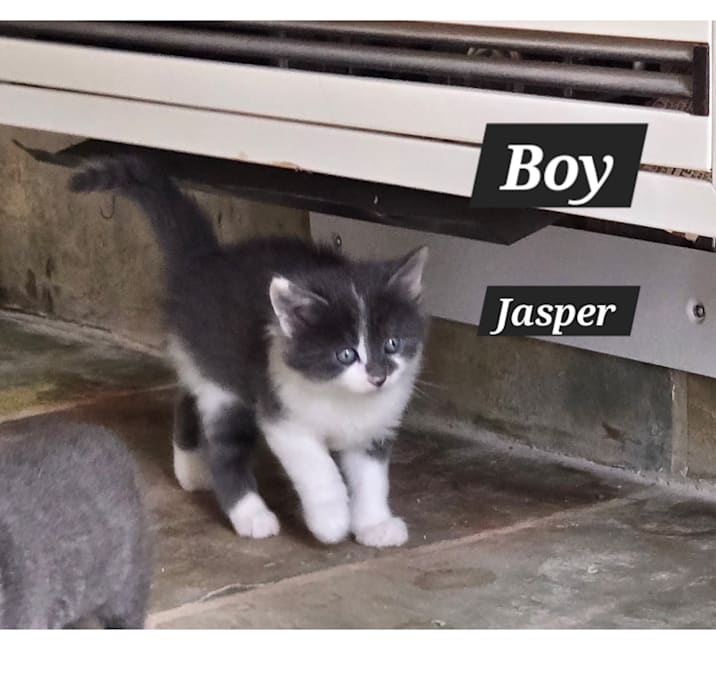 Photo of Jasper
