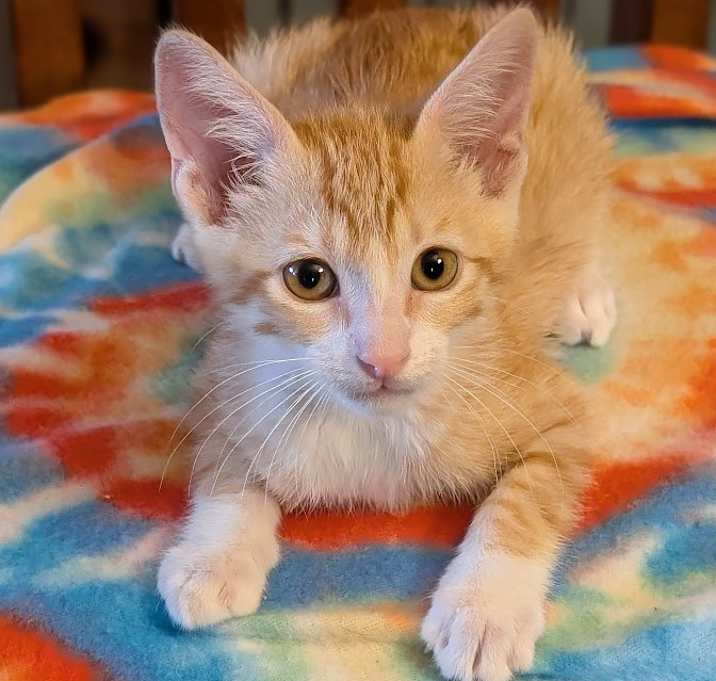Photo of Putter