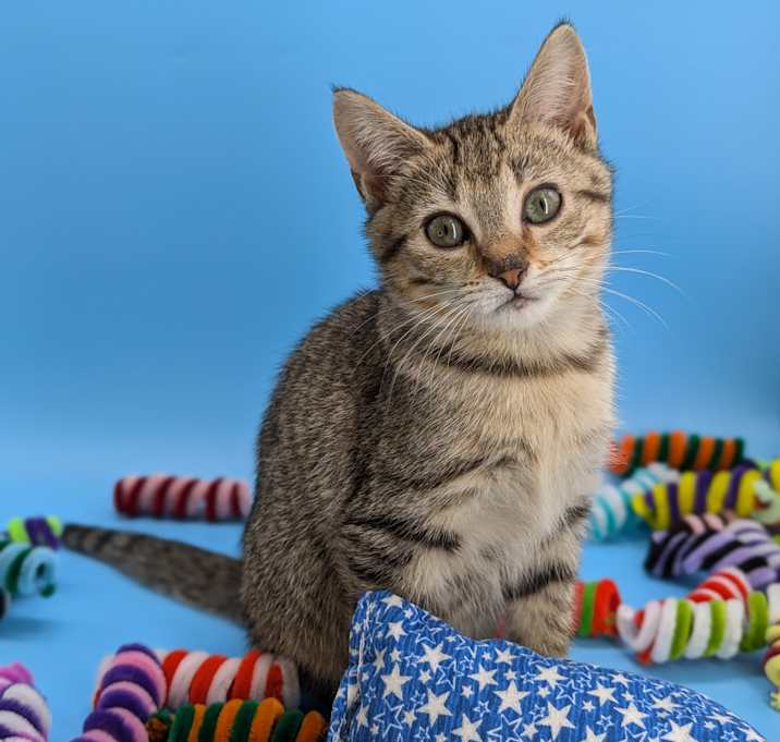 Photo of Mei (the tabby triplets)