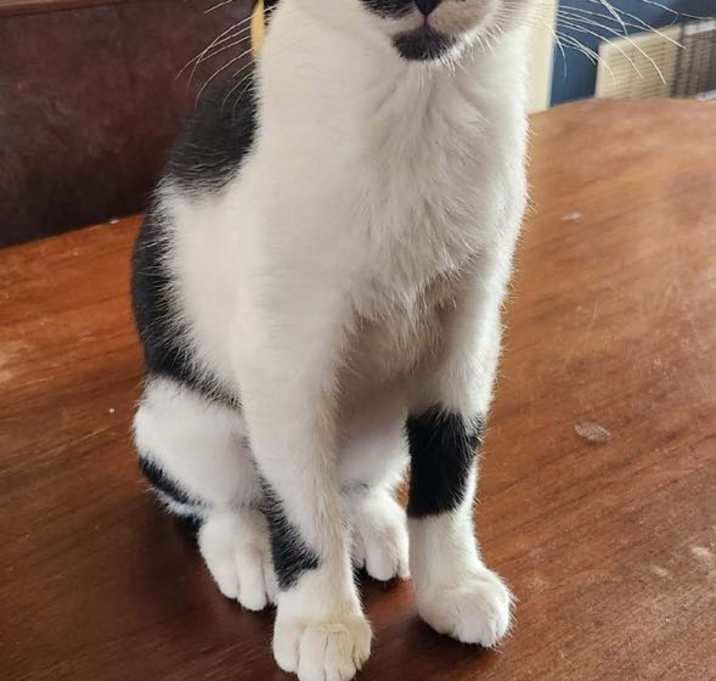 Photo of Milkshake
