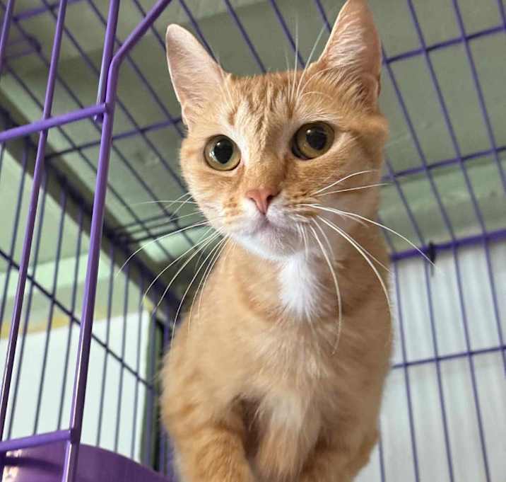 Photo of Marigold