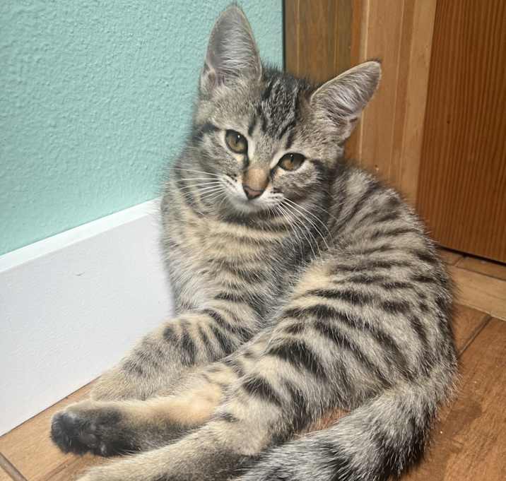 Photo of Willow