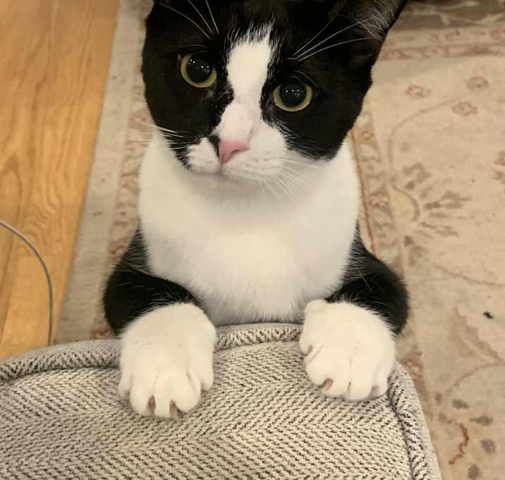 Photo of Luna