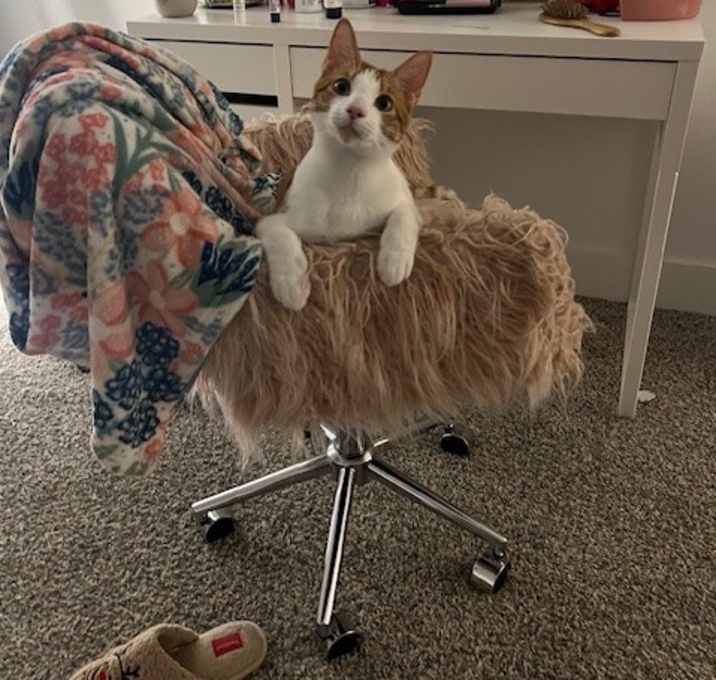 Photo of Winston