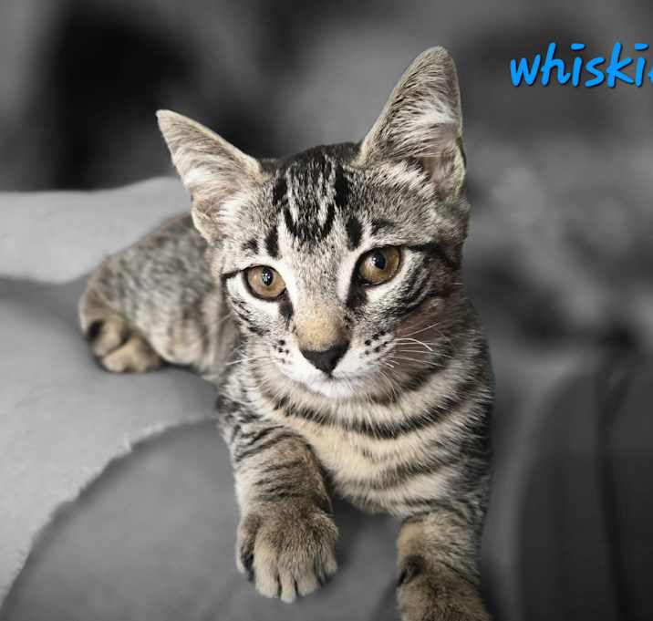 Photo of wiskies