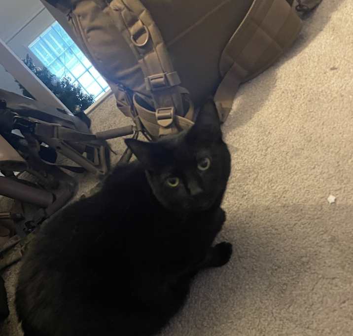 Photo of Luna