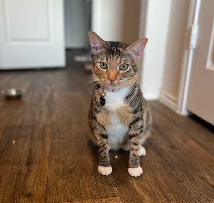 Photo of Trixie