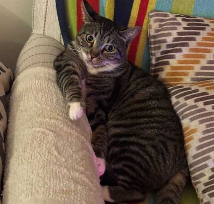 Photo of Honey
