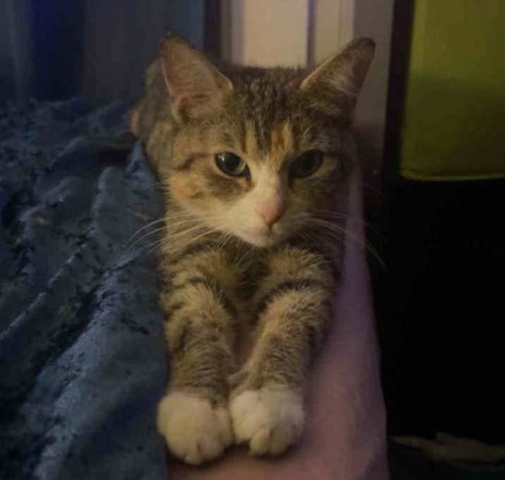 Photo of Sweet Pea