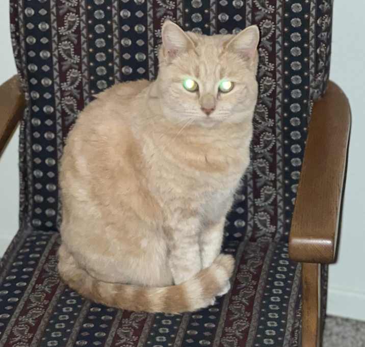 Photo of Cookie