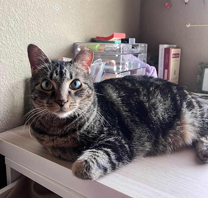 Photo of Petunia