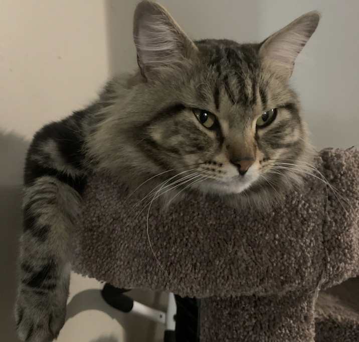 Photo of Pharaoh