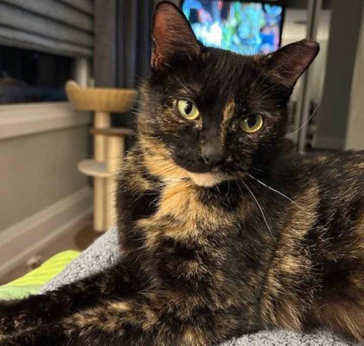 Photo of Clover
