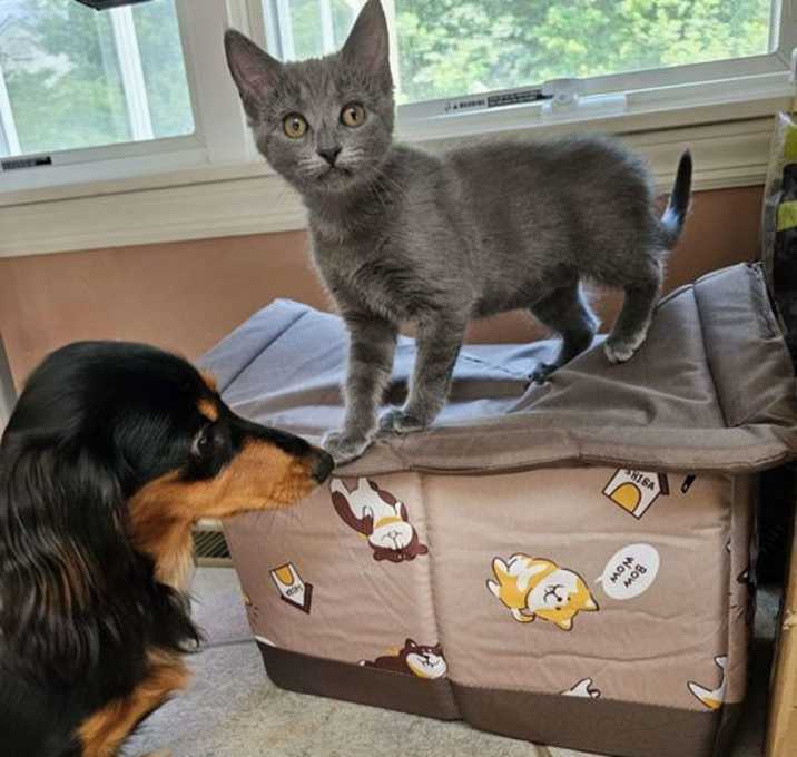 Photo of Misty (FCID# 06/11/2025 - 10) DC