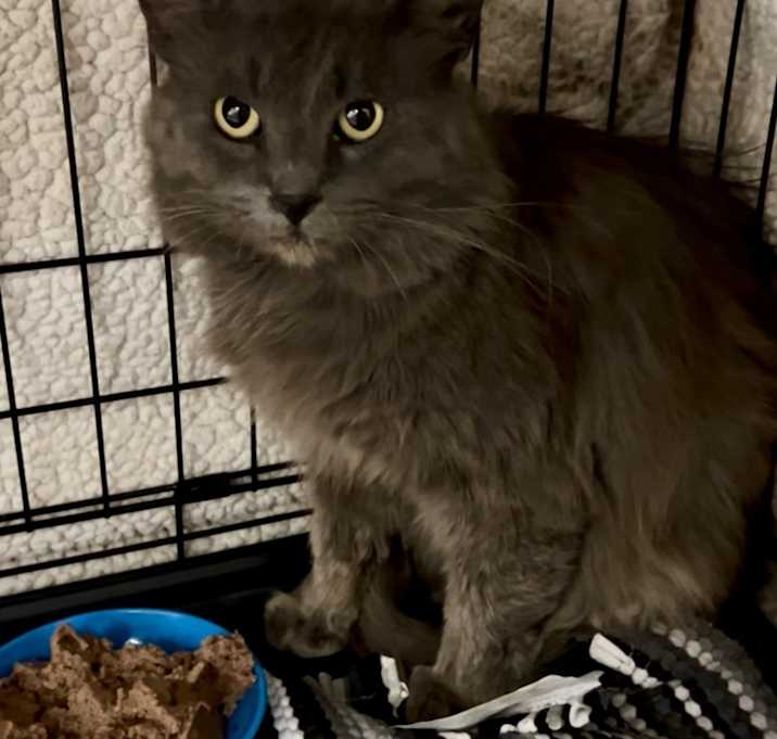 Photo of Smokey