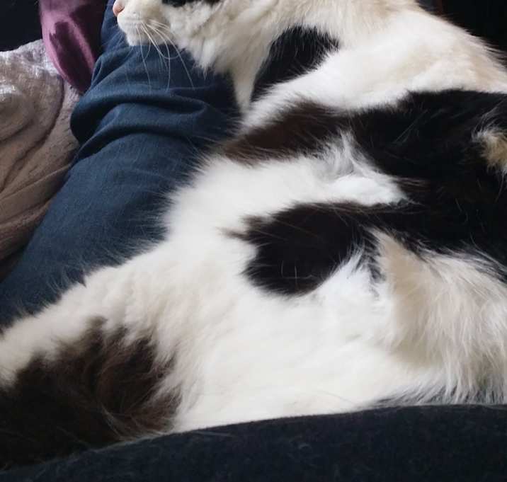 Photo of Huxley