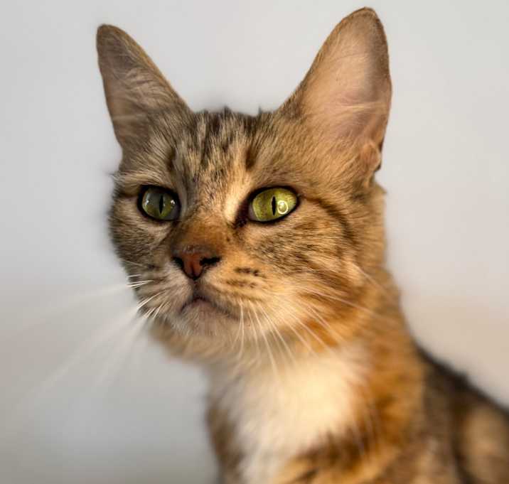 Photo of Emmylou