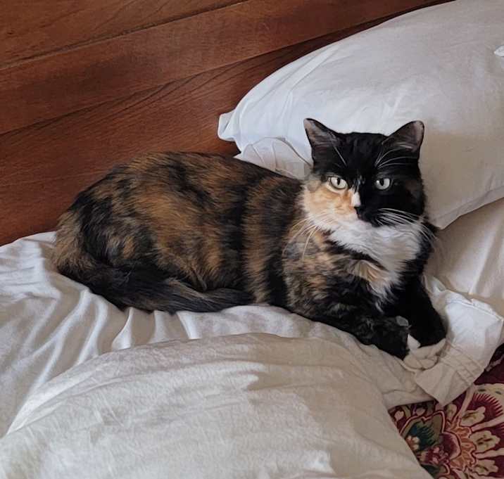 Photo of Snickers