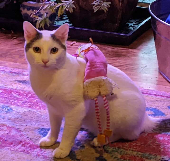 Photo of Yoshi