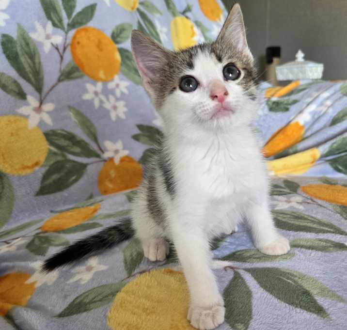 Photo of Gizmo