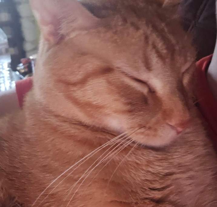 Photo of OJ