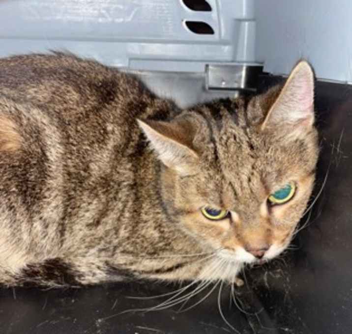 Photo of Nutmeg