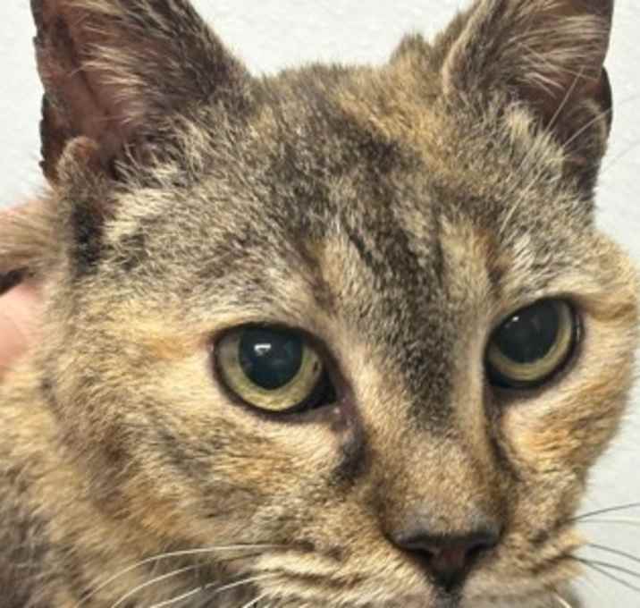 Photo of Betty