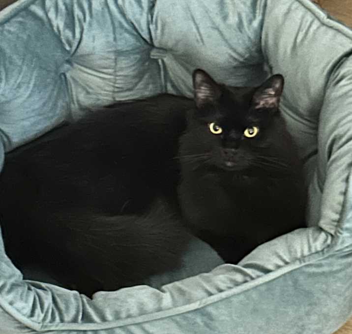 Photo of Pepper