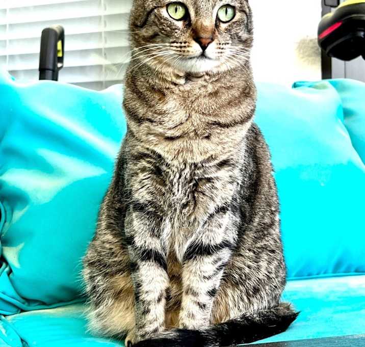 Photo of Stela