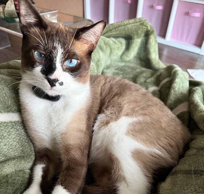 Photo of Miso