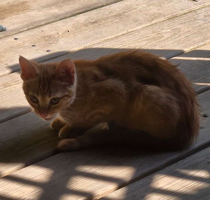 Photo of Oliver
