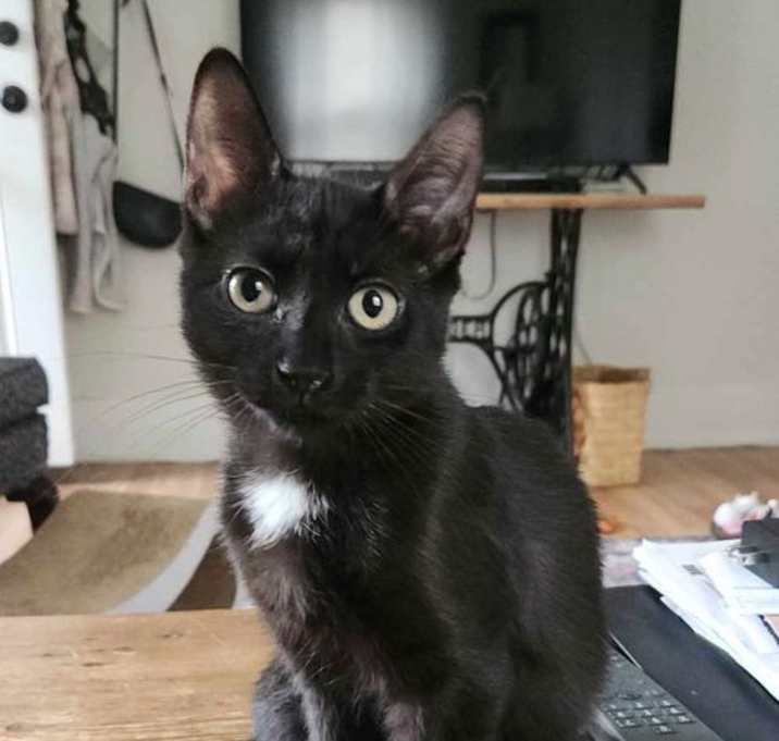 Photo of Bunny