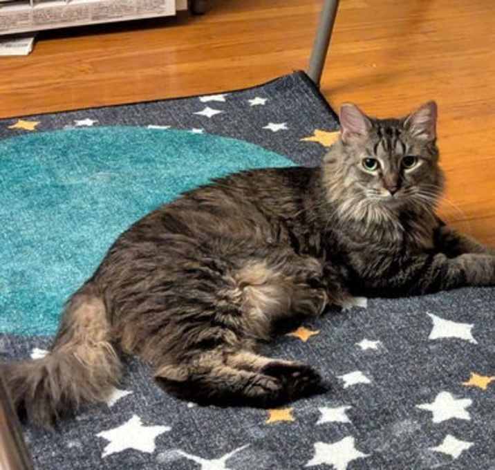 Photo of Missy (bonded with Rosie)
