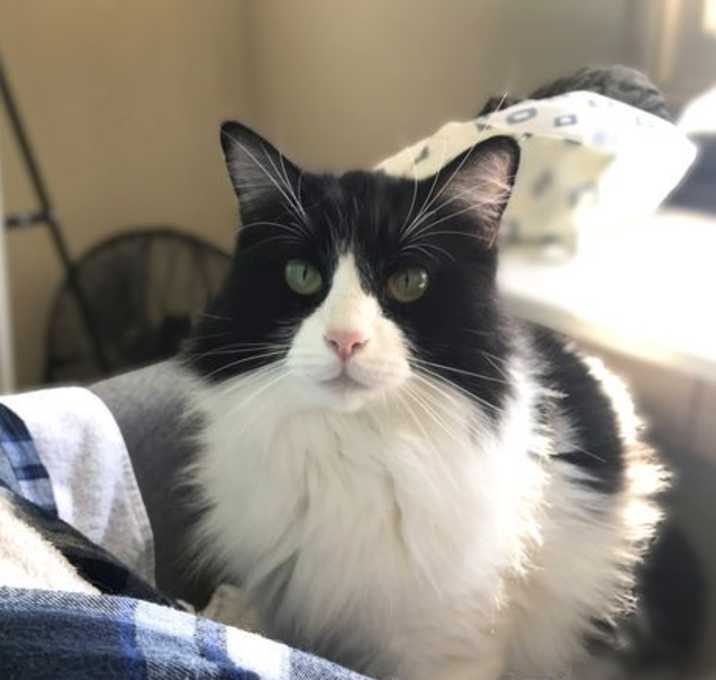 Photo of Rosie (bonded with Missy)