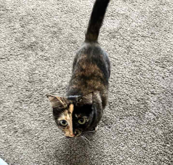 Photo of Snickers