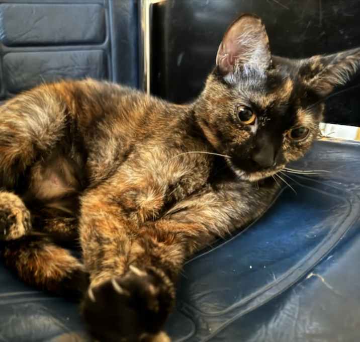 Photo of Reina