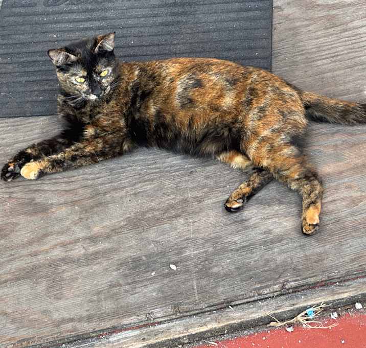 Photo of Tortie-lla
