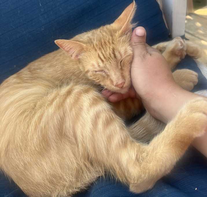 Photo of Lemon