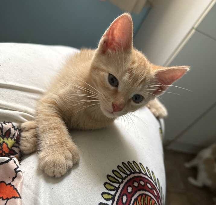 Photo of Caramel