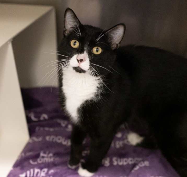 Photo of Tuxedo Man