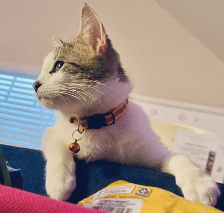 Photo of Pepper (7 mos)