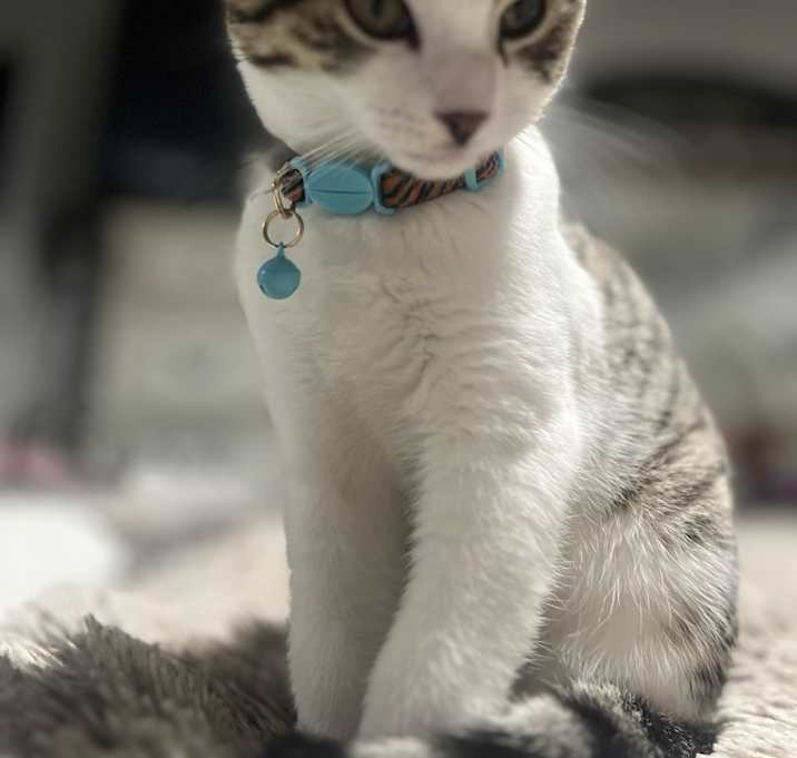 Photo of Ragnar